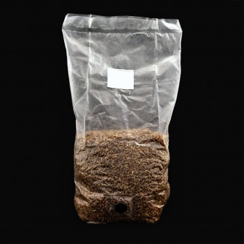 2 x Pre Sterilized Rye Grain/ Wheat grain Bags with injection ports GREAT FOR MAKING BULK SUBSTRATE - FREE SHIPPING